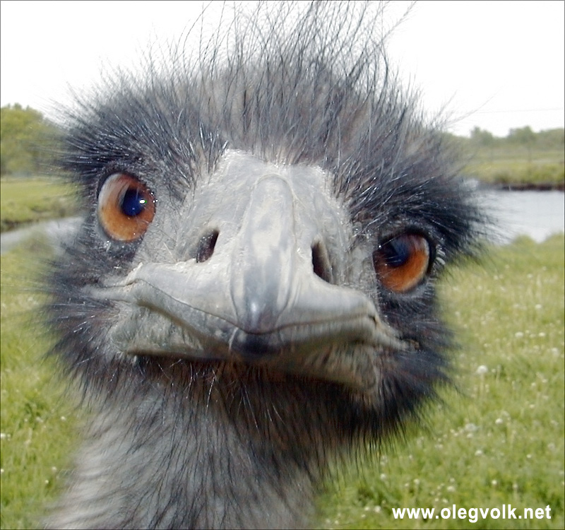 angry emu